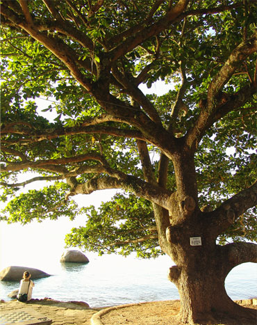 Baum